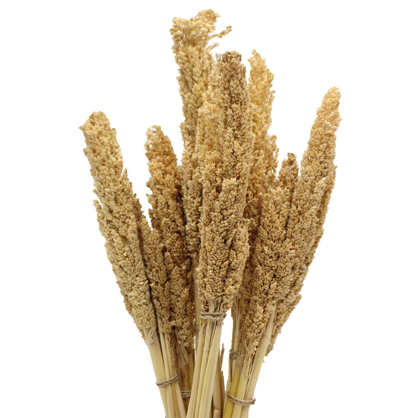 Cantal Grass Bunch - Natural | #product_category# - OneRoofGifts