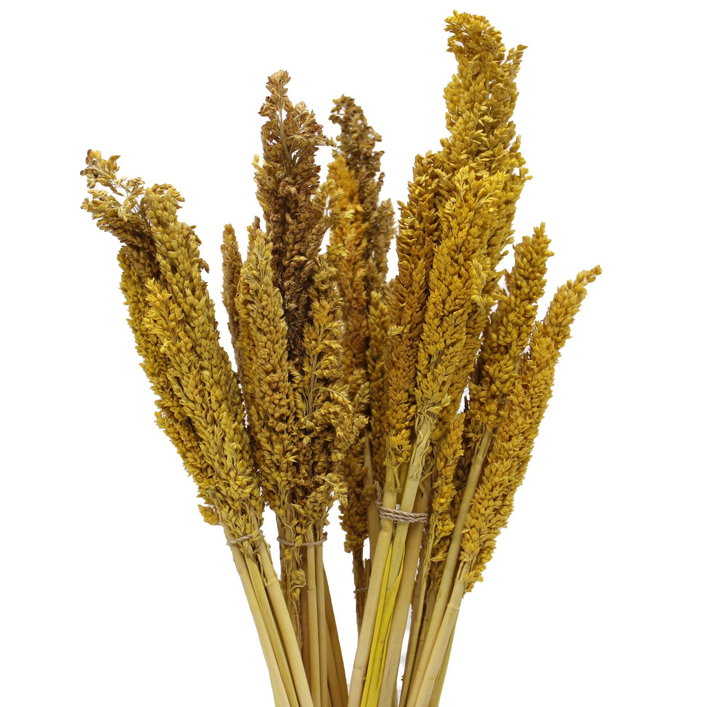 Cantal Grass Bunch - Amber | #product_category# - OneRoofGifts