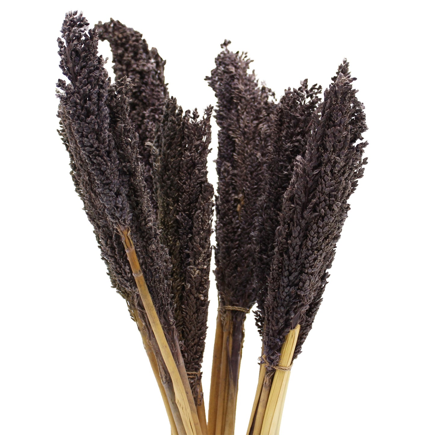 Black Cantal Grass Bunch | #product_category# - OneRoofGifts