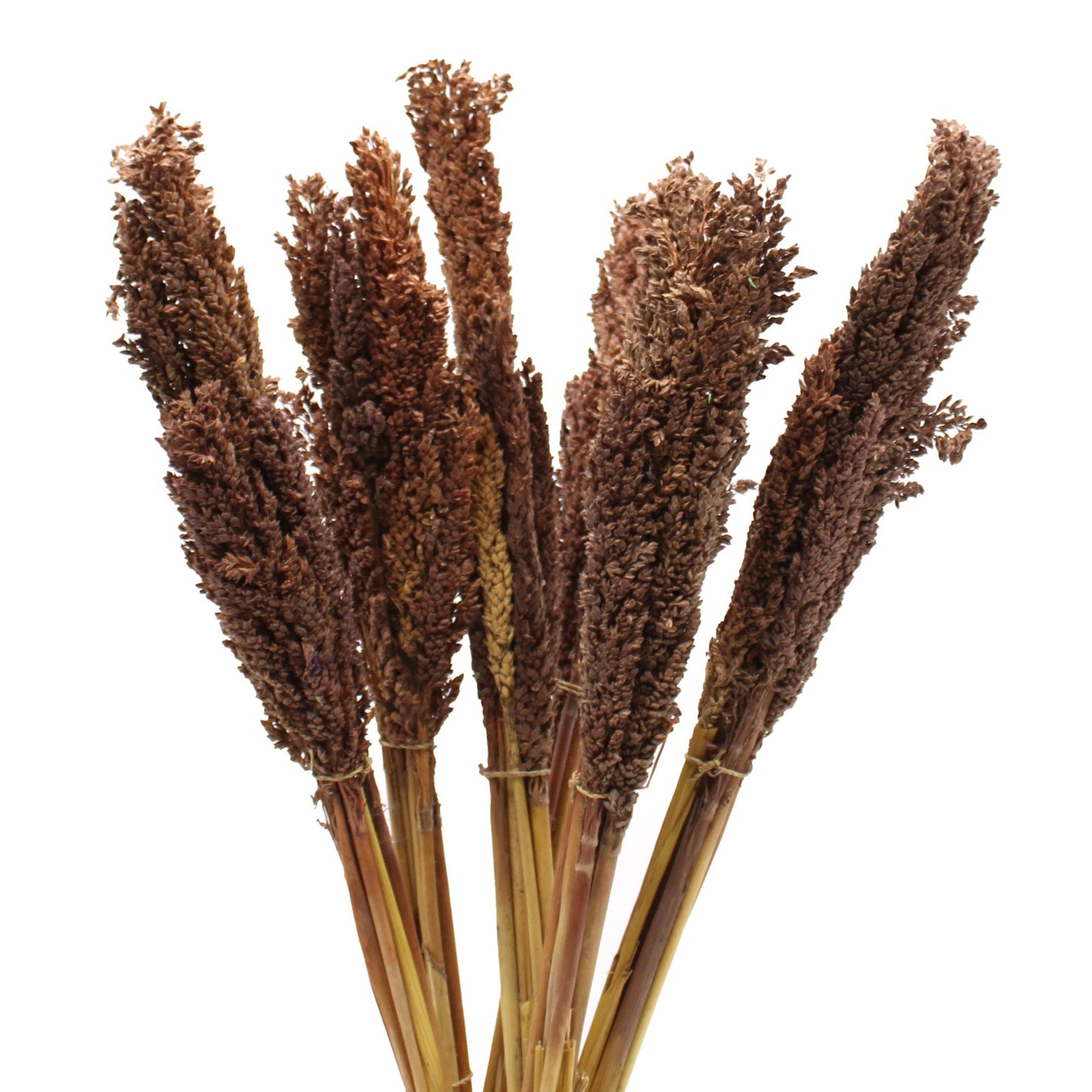 Cantal Grass Bunch, Chocolate Colored | #product_category# - OneRoofGifts