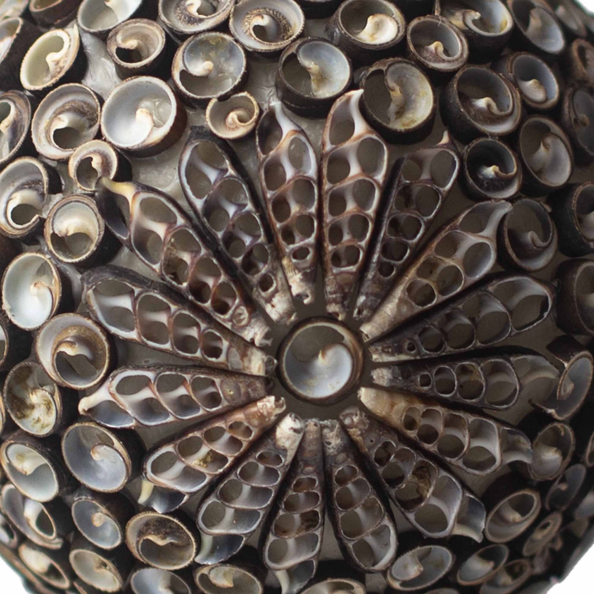 15cm Bohemian Sea Shell Lamp, Chocolate Twist Oval Shape | #product_category# - OneRoofGifts
