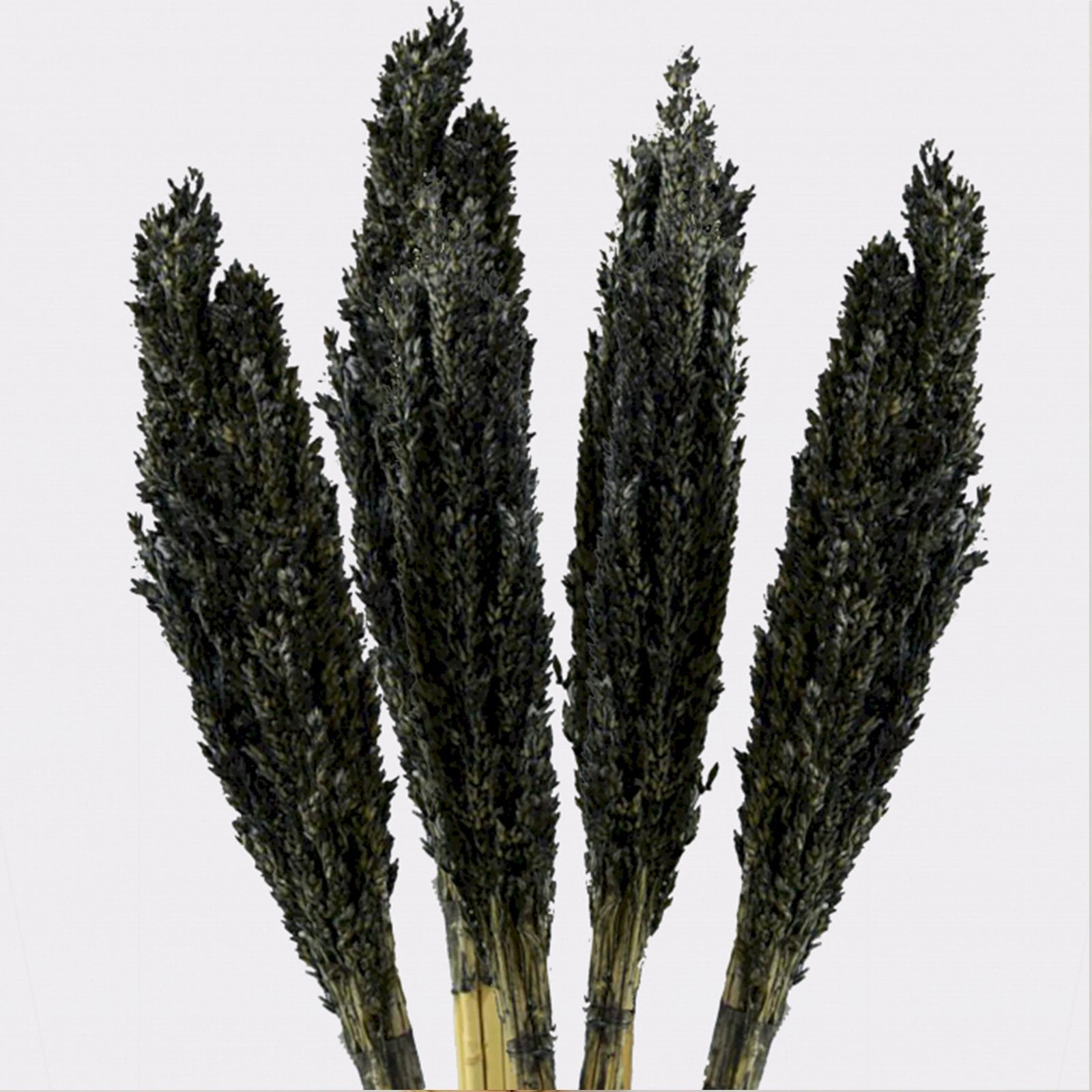 Black Cantal Grass Bunch | #product_category# - OneRoofGifts