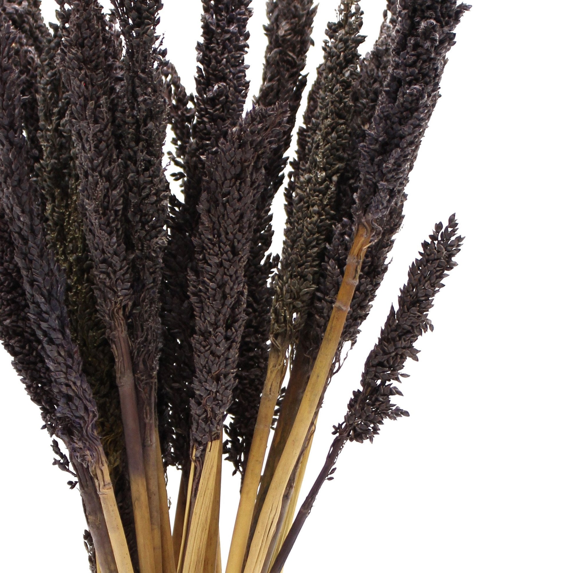 Black Cantal Grass Bunch | #product_category# - OneRoofGifts