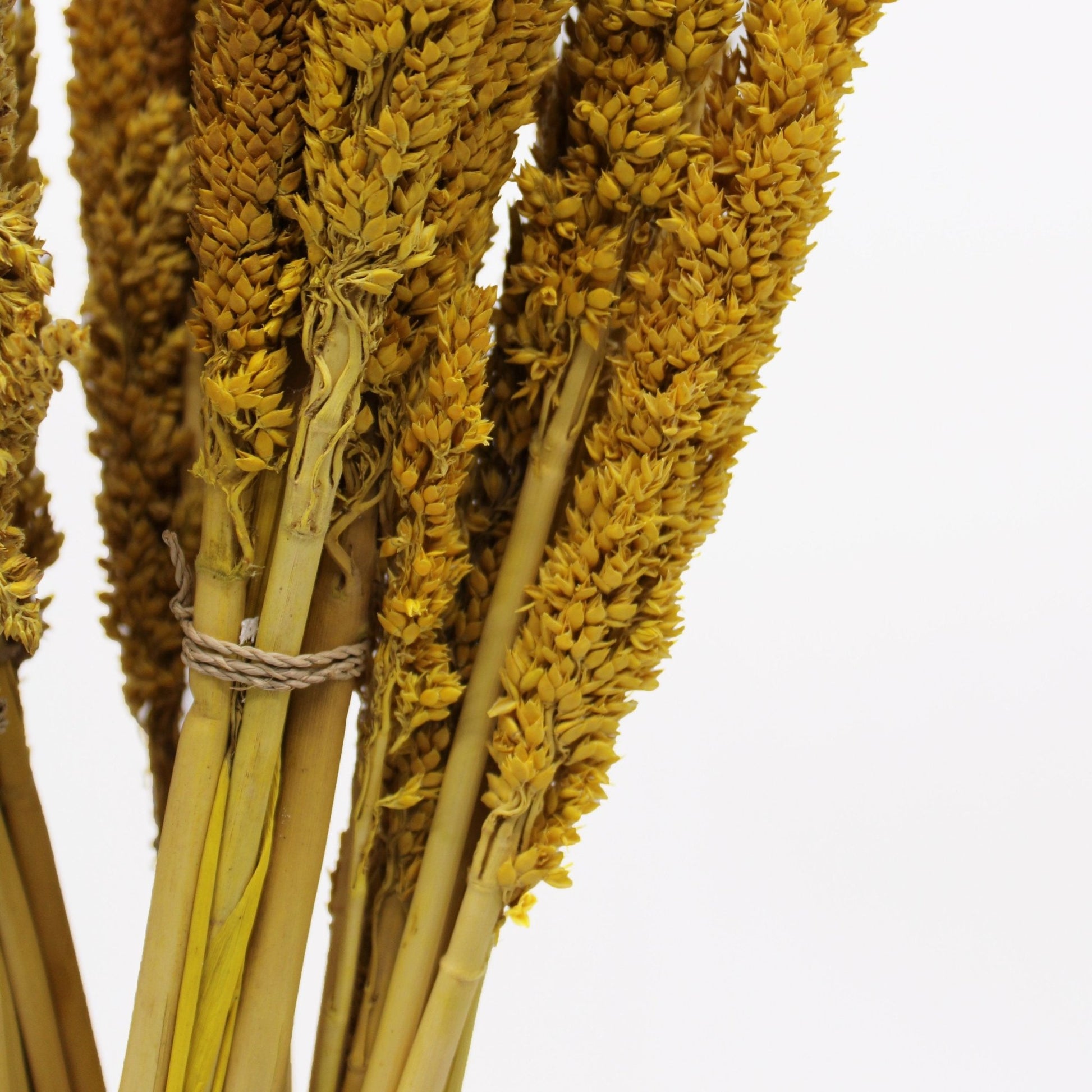 Cantal Grass Bunch - Amber | #product_category# - OneRoofGifts