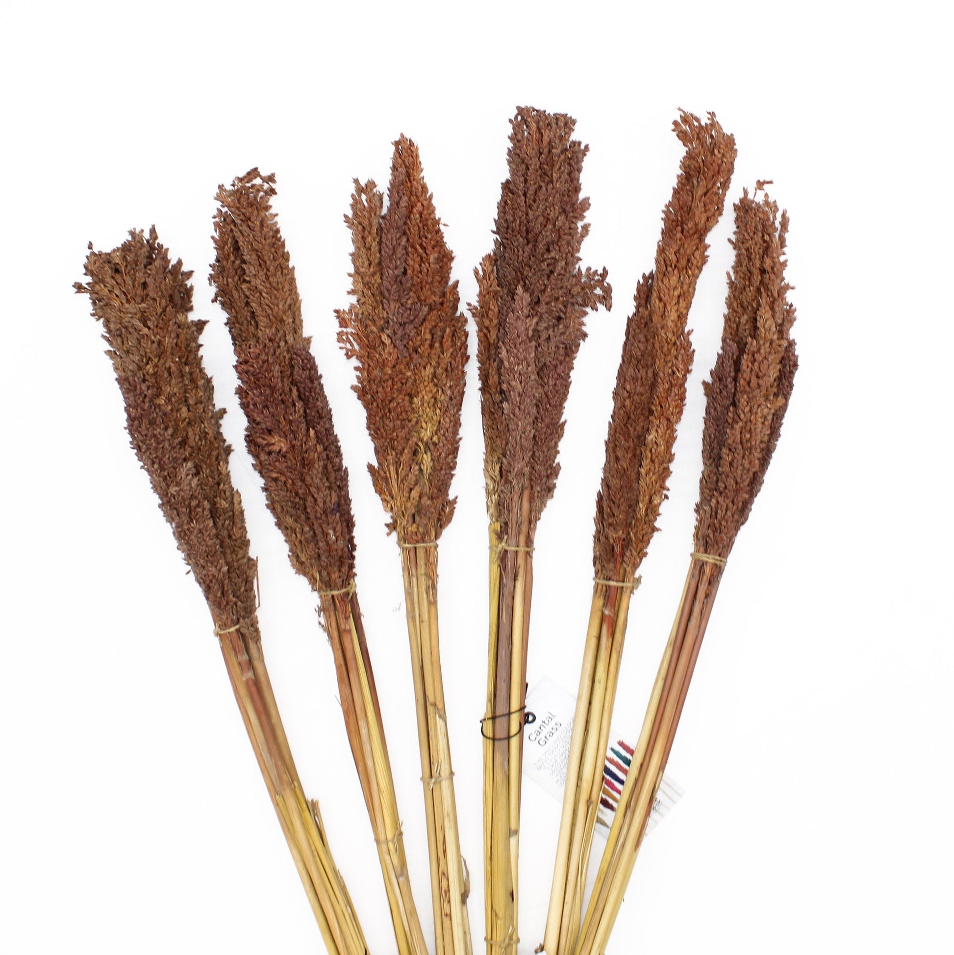 Cantal Grass Bunch, Chocolate Colored | #product_category# - OneRoofGifts