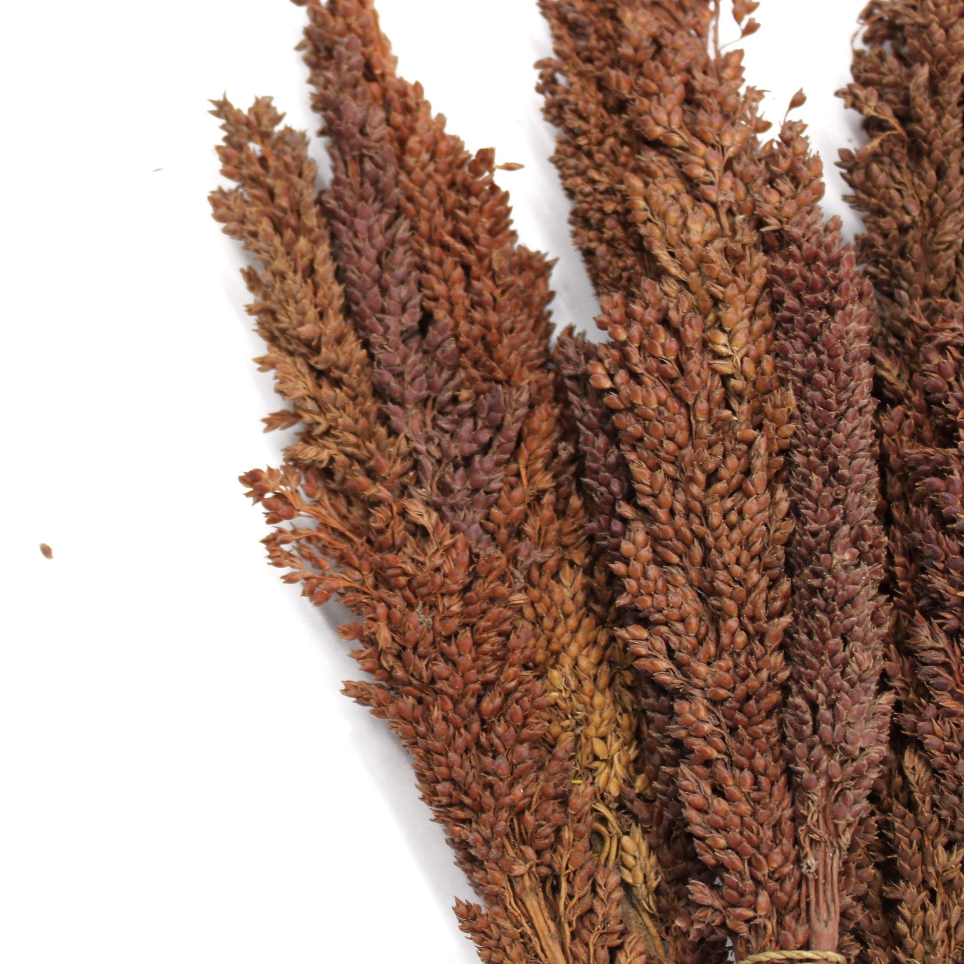 Cantal Grass Bunch, Chocolate Colored | #product_category# - OneRoofGifts