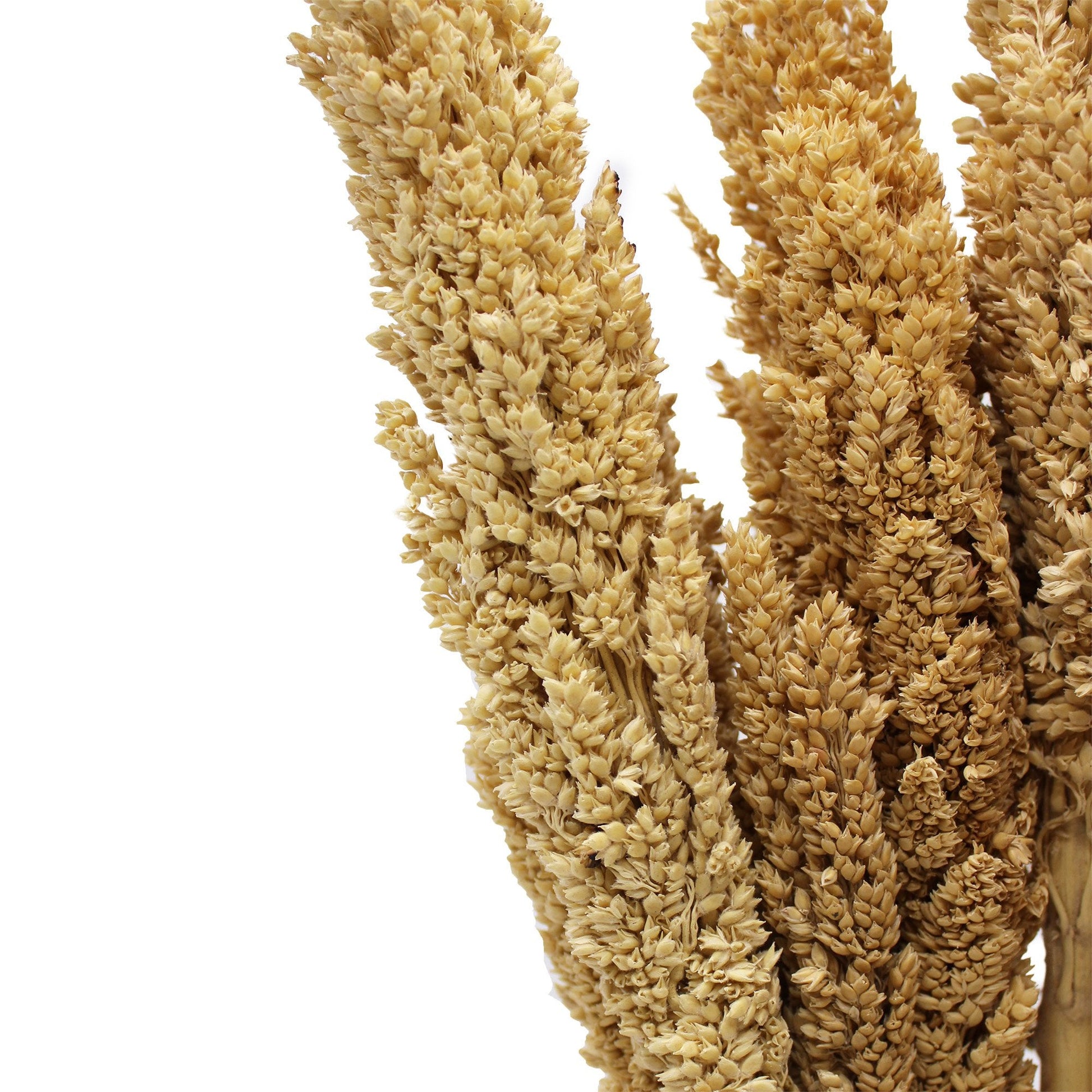 Cantal Grass Bunch - Natural | #product_category# - OneRoofGifts