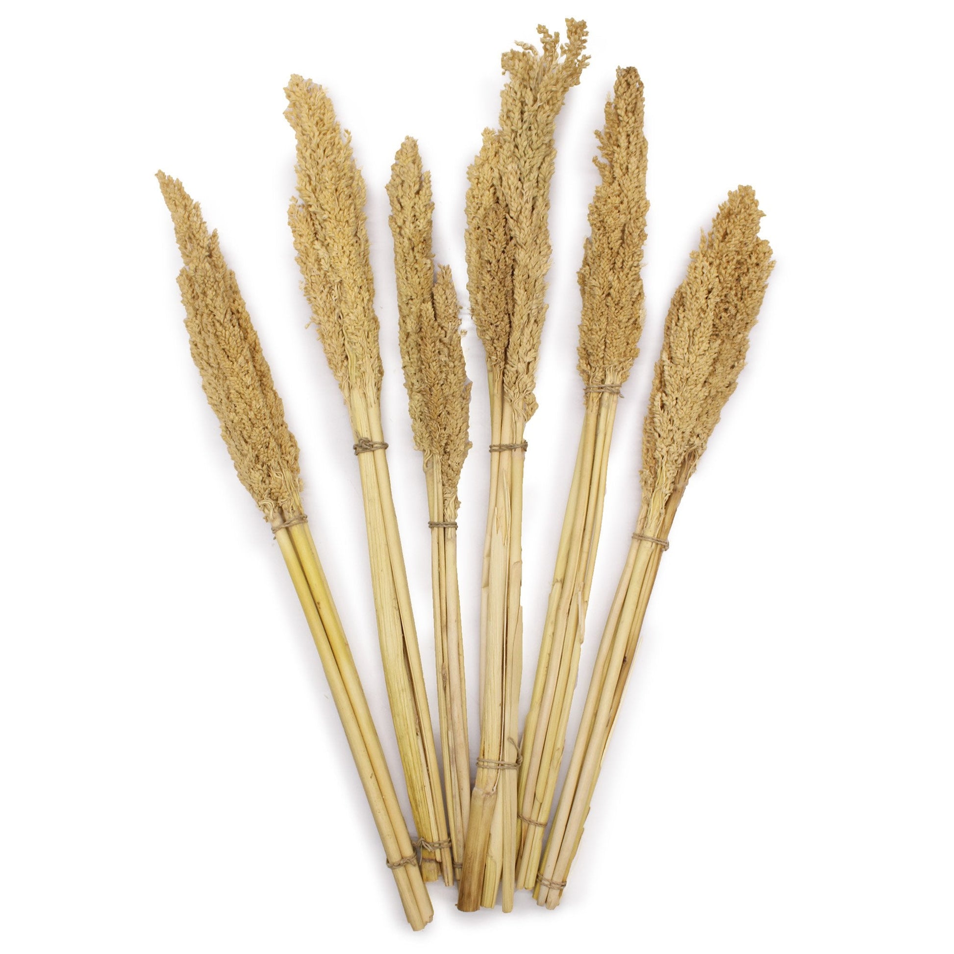 Cantal Grass Bunch - Natural | #product_category# - OneRoofGifts
