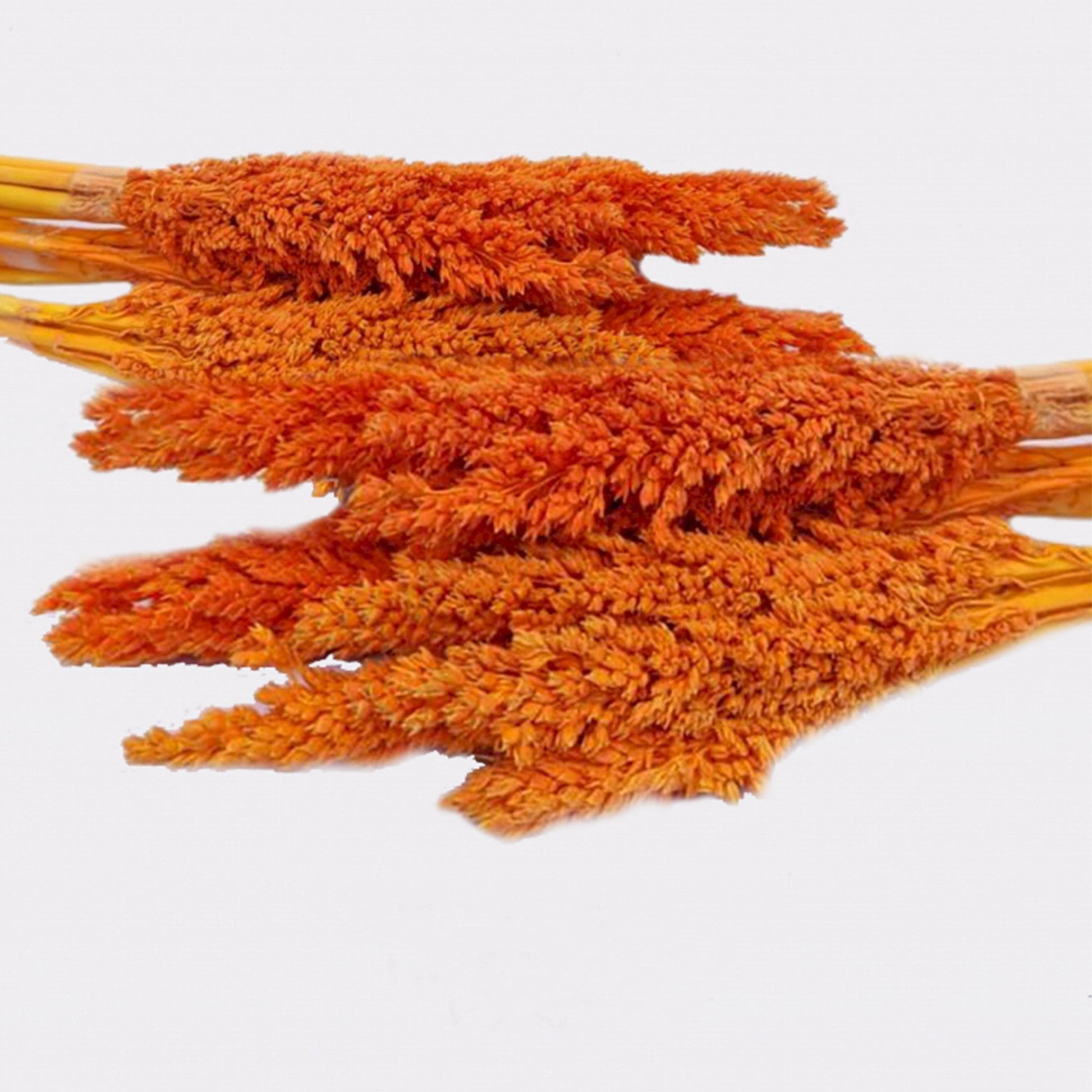 Orange Cantal Grass Bunch | #product_category# - OneRoofGifts