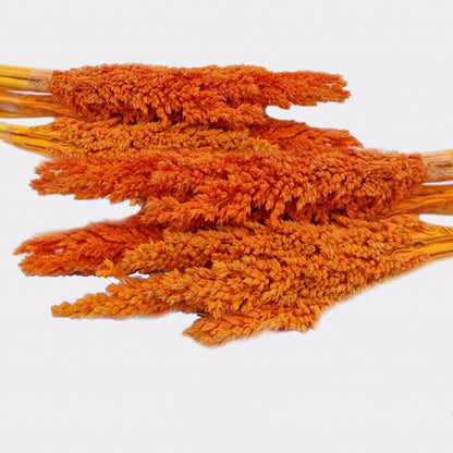 Orange Cantal Grass Bunch | #product_category# - OneRoofGifts